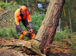 How Our Tree Care Process Works  in Bridgeport, OH